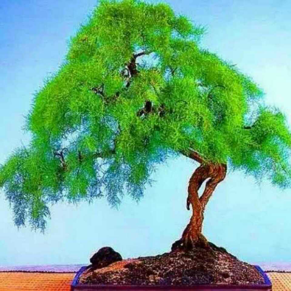 注安的